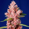 Семена каннабиса Tropicanna Poison feminised Ganja Seeds Fast Version