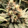семена конопли можно Mandarine feminised Ganja Seeds