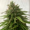 масло семян конопли Mandarine feminised Ganja Seeds