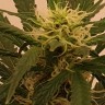 Качественные семена конопли Gelato feminised Ganja Seeds