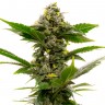 Семена Auto Candy Kush feminised Ganja Seeds оптом