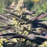 семена конопли в спб Mango Haze CBD feminised Ganja Seeds