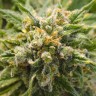 урбеч из семян конопли Mango Haze CBD feminised Ganja Seeds