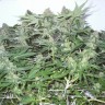 семена культурной конопли купить White Widow feminised Ganja Seeds