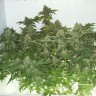 семена конопли курьером White Widow feminised Ganja Seeds