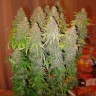 Семена конопли недорого White Widow feminised Ganja Seeds