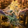 семена конопли Girl Scout Cookies feminised Ganja Seeds