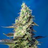 Green Poison feminised GanjaLiveSeeds недорого