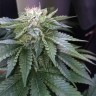 семена конопли очищенные Master Kush feminised Ganja Seeds