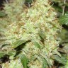 купить семена конопли в россии Master Kush feminised Ganja Seeds