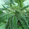 Afghan Haze feminised Ganja Live Seeds