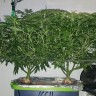 Afghan Haze feminised Ganja Live Seeds