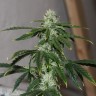 Семена Auto Quick One feminised GanjaLiveSeeds