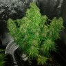 Купить семена Auto Quick One feminised GanjaLiveSeeds