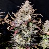 семена конопли курьером Mimosa feminised Ganja Seeds