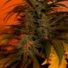 урожайные семена конопли Bubble Gum feminised Ganja Live Seeds