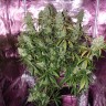 Недорогие семена конопли Auto The Ultimate feminised GanjaLiveSeeds