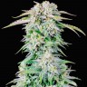 Купить семена Auto Royal Bluematic feminised Ganja Seeds