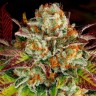 купить семена конопли недорого Mintz feminised Ganja Seeds