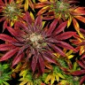 какие семена конопли Mintz feminised Ganja Seeds