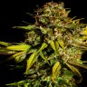семена конопли оптом Mintz feminised Ganja Seeds