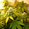 конопля семена сорта заказать White Russian feminised Ganja Seeds