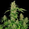 хорошие семена конопли Chronic feminised Ganja Live Seeds