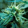 семена конопли Blue Mango feminised Ganja Live Seeds
