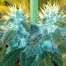 медицинские сорта конопли Blue Mango feminised Ganja Live Seeds