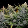 фотопериодные сорта конопли Blue Mango feminised Ganja Live Seeds