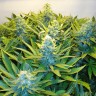 семена конопли в розницу Blue Mango feminised Ganja Live Seeds