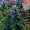Семена конопли недорого Blue Mango feminised Ganja Live Seeds