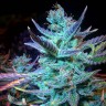семена конопли с доставкой Blue Mango feminised Ganja Live Seeds