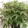 семена конопли индика Auto X.Treme feminised Ganja Seeds
