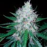оптом Auto Royal Creamatic feminised Ganja Seeds