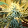 купить качественные семена конопли 1024 feminised