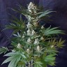 купить семена сортовой конопли 1024 feminised