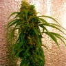 Недорогие семена конопли  Critical Jack feminised GanjaLiveSeeds