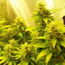 семена конопли Auto Great White regular Ganja Seeds