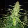семена конопли курьером Auto Big Bud feminised Victory Seeds