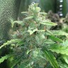Семена конопли Cheese Berries feminised Ganja Live Seeds