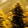 купить коноплю Jack 47 feminised GanjaLiveSeeds Fast Version