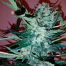 Заказать Auto Royal Critical feminised Ganja Seeds