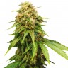 Семена конопли Auto Royal Critical feminised Ganja Seeds