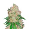 дешевые семена конопли Royal Gorilla feminised Ganja Seeds