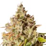 где купить семена конопли Royal Gorilla feminised Ganja Seeds