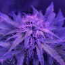 заказать семена конопли почтой Auto Amnesia Haze feminised
