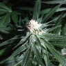 семена индийской конопли Critical Plus feminised Ganja Live Seeds