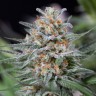 Качественные семена конопли Critical Mass feminised Ganja Live Seeds