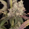 семена конопли наложенным Runtz Muffin feminised Ganja Seeds